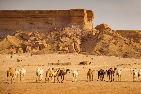サウジアラビアRoHS解釈